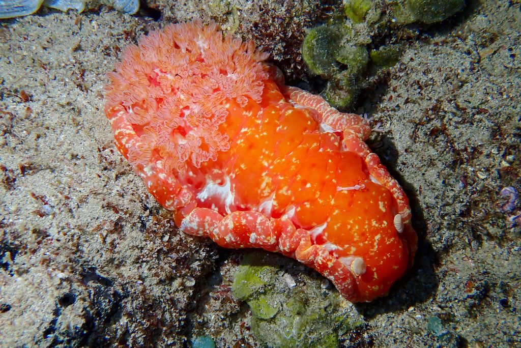 Danseuse espagnol - Ile Maurice - Voyage plongée Bulle d'Évasion