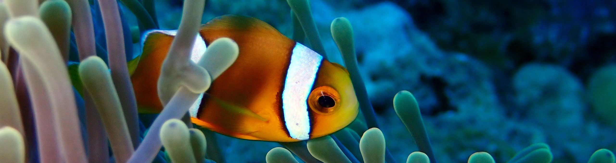 Poisson clown de Maurice - Ile Maurice - Voyage plongée Bulle d'Évasion