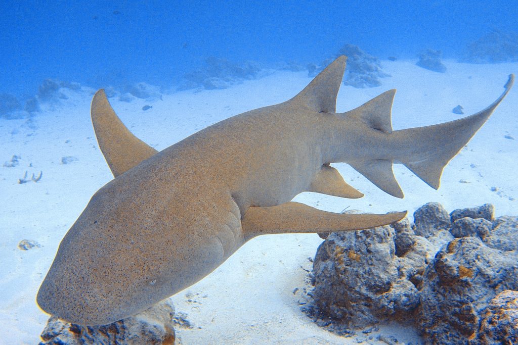 Requin nourrice - Maldives - Voyage plongée Bulle d'Évasion