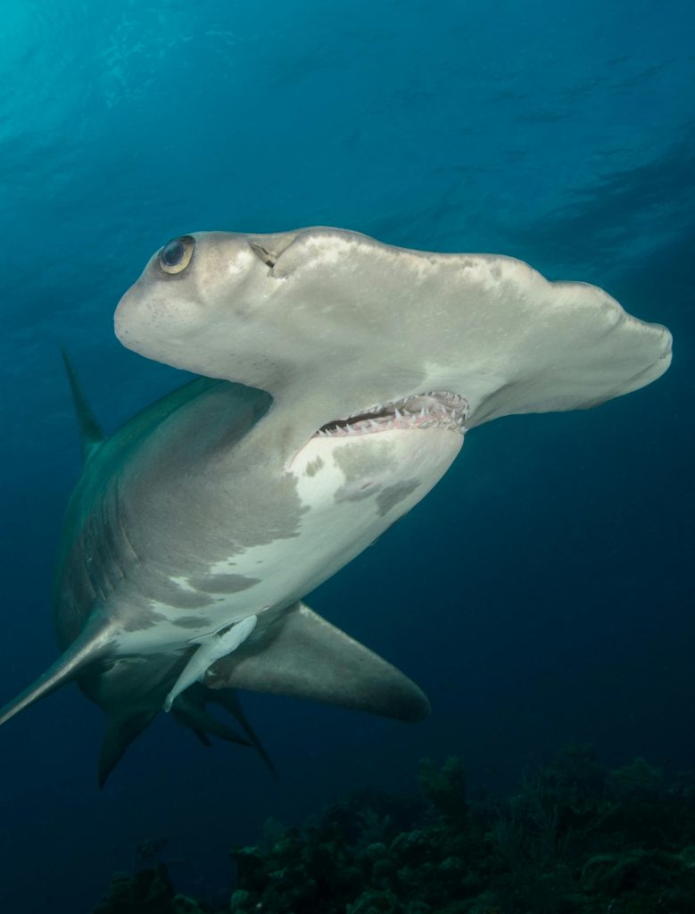 Requin marteau